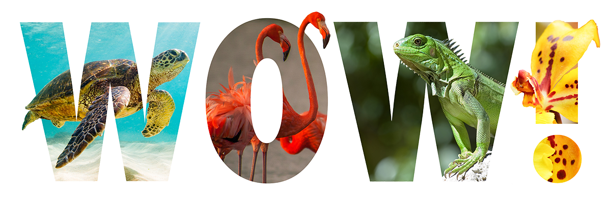 logo wow nature film transparent