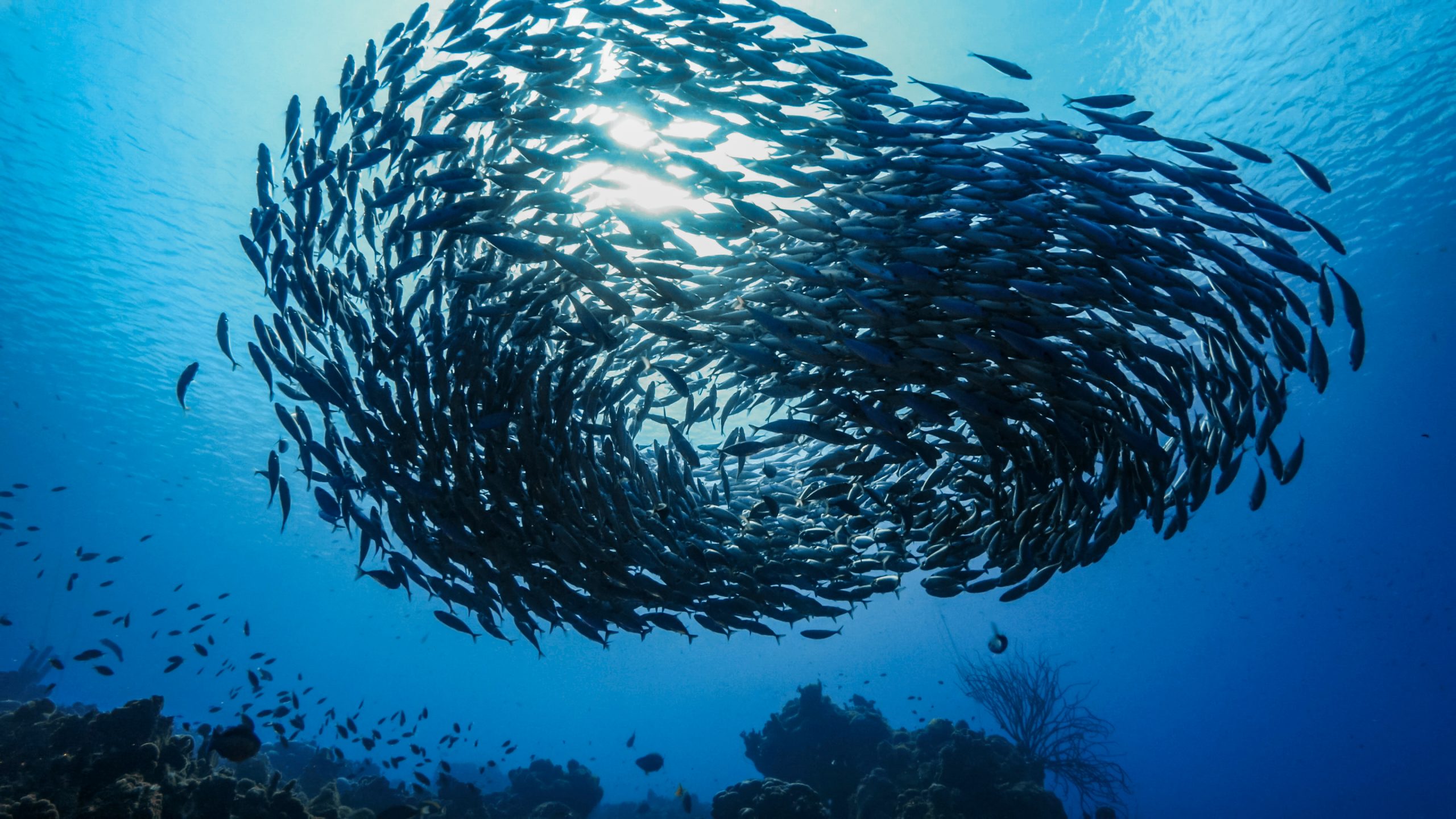 Bait,Ball,In,Coral,Reef,Of,Caribbean,Sea,Around,Curacao